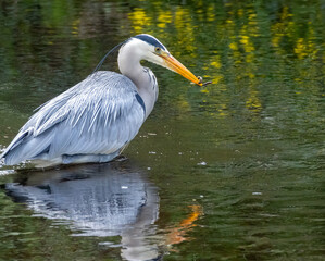 Large grey heron bird fishing in the river catching lamprey, small eels, with beautiful green reflection on the water