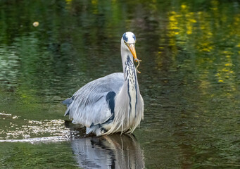 Large grey heron bird fishing in the river catching lamprey, small eels, with beautiful green reflection on the water