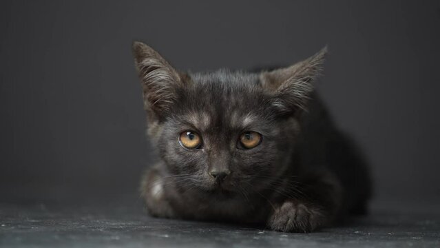 Little black kitten on a black background. Kitten at three month old of life, indoors . Cute funny home pets. Close up domestic animal