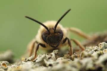 Facial close-up on a furry male of the Grey-gastered solitary mining bee, Andrena tibialis