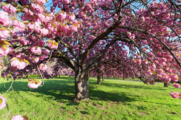 Fototapeta premium Cherry trees of the Departmental park of Sceaux