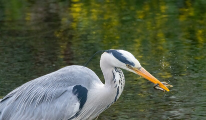 Large grey heron bird fishing in the river catching lamprey, small eels, with beautiful green reflection on the water