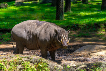 The babirusas, also called deer-pigs are a genus, Babyrousa, in the swine family found in Wallacea.