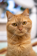 Red cat sits on the bed, on colored linen, looks, looks very carefully, cat's whiskers, cat's eye