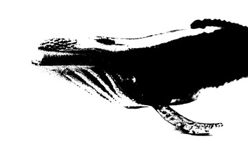 Naklejka premium black silhouette of humpback whale isolated on white background, biggest mammal sea creature