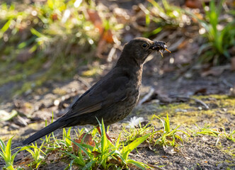 Female blackbird foraging in the undergrowth and gathering bugs and worms for fledglings 