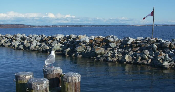 Seascape in sunny day, White Rock, BC, Canada. There are shore with rocks, pigeon, Canadian Flag and blue sky seen in footage