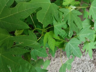 Young papaya is a green, unripe fruit with firm flesh, commonly used in salads, soups, and traditional dishes.