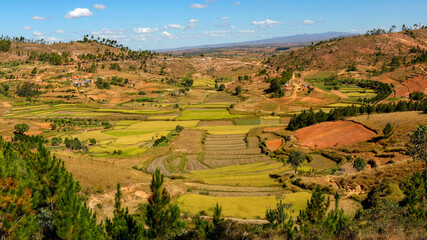 Champs cultivés dans les hautes-terres de Madagascar