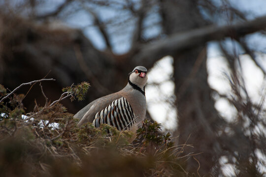 Rock partridge of the Alps, coturnice (Alectoris graeca)	