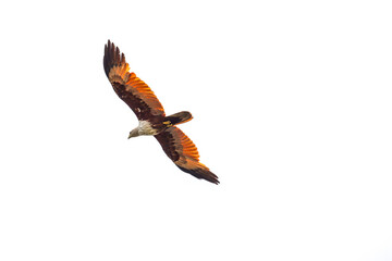 the eagle bird flying in the white clear sky