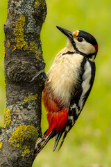 Fototapeta premium Great spotted woodpecker is climbing on a mossy tree branch. It is a male woodpecker. The picture was taken in a forest in spring.