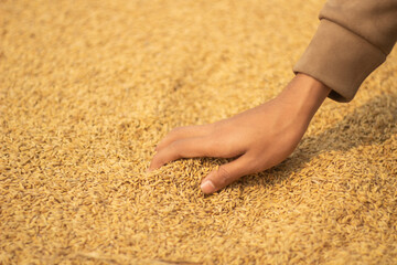 One hand is holding some rice grains and the background is a golden blur