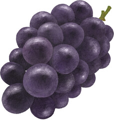 チョークアート風の巨峰のイラスト素材（枝付き