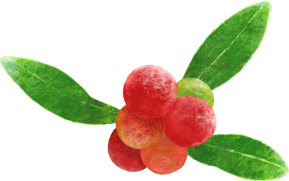 チョークアート風のヤマモモのイラスト素材