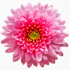 pink flower  chrysanthemum on a white  isolated background with clipping path. Closeup. For design. Nature.