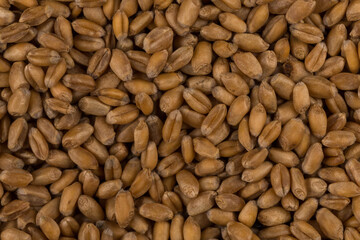 whole background of wheat grain