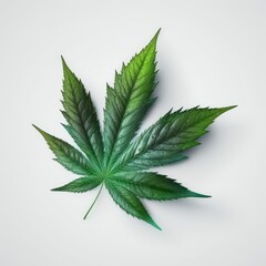 Naklejka na ściany i meble Cannabis leaves. Cannabis. Marijuana on white background. Generative AI.