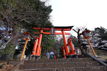 cherry blossom (sakura ) in spring from  Arakura Fuji Sengen Shrine, in Fujiyoshida, Japan