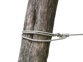 white nylon rope tied to a big tree isolated on white background.