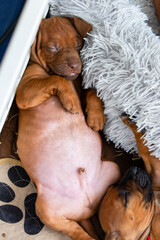 Adorable Livernose Rhodesian Ridgeback puppy sleeps on his back on a soft pillow