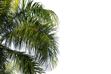 green coconut leaf or tree branch isolated on white background.