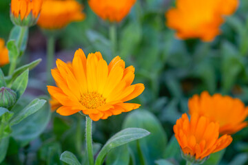 Calendula officinalis flower with yellow-orange petals. Buttercup, marigold.