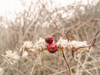 Autumn still life. Dry yellow plants. Dried flower and red shriveled wild rose. Beautiful background for natural cozy design.