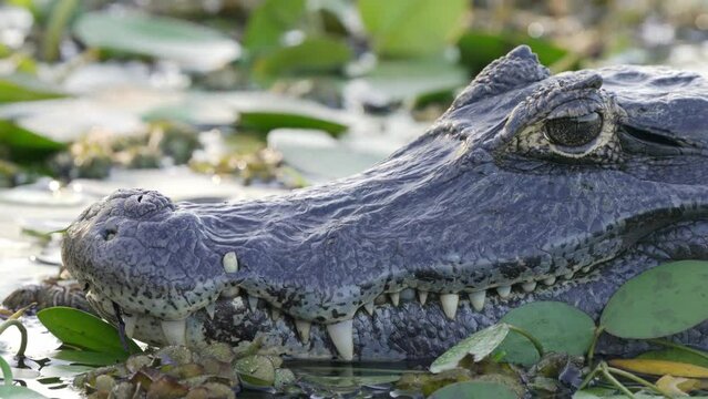 Head shot of a Paraguayan  or Yacare Caiman (Caiman yacare) lying in the waters of the  Iber&aacute; Wetlands in Corrientes, Argentina. Locked Telephoto shot