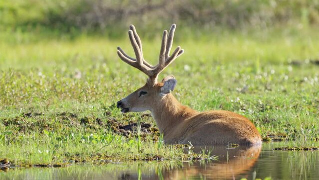 A Marsh Deer (Blastocerus dichotomus) resting half submerged in water in the  Iber&aacute; Wetlands in Corrientes, Argentina. Locked Telephoto shot