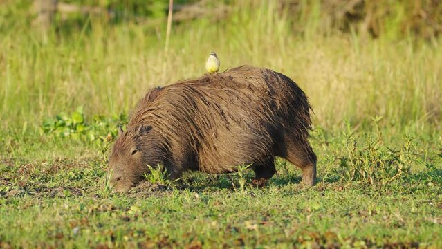 A Capybara (Hydrochoerus hydrochaeris) grazing on grass in the Iber&aacute; Wetlands in Corrientes, Argentina. Locked Telephoto shot