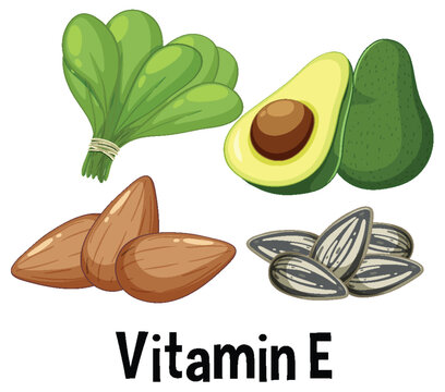 Vector of Vitamin E Rich Foods