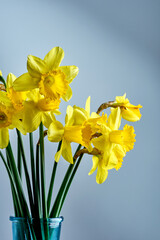 A bouquet of yellow daffodils in a blue vase against the wall. Poster or postcard with Narcissus