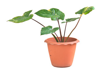Homalomena Rubescens Variegated in pot