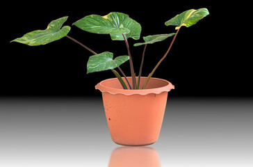 Homalomena Rubescens Variegated in pot