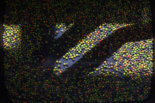 Colored black peppercorns on dark background