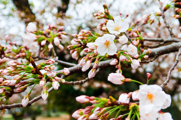 sakura, japan, cherry blossoms, bloom