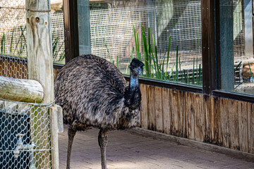 ostrich in the zoo