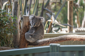 koala in a tree