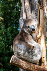 koala in a tree
