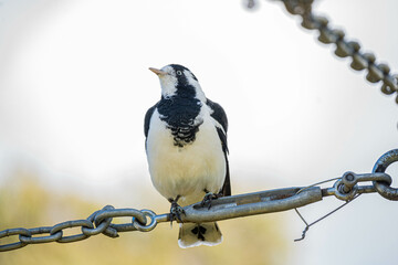bird on a wire