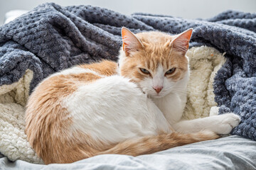 cat sleeping on a blanket