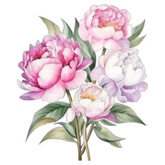 Obraz premium Watercolor drawing of a Peony with leaves. Botanical illustration. Pastel color floral bouquet.