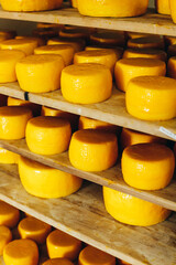 Abundance of Heads of Goat Cheese on Shelf Stands Arranged to Ripen on Cheese Farm