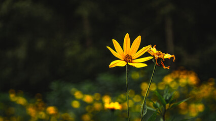 Helianthus tuberosus  a species of plant in the asteraceae family .Fodder and ornamental adible...