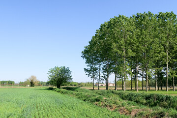 Obraz premium Po Valley landscape field cultivation nature natural agriculture farmhouse tree earth