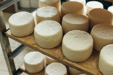Abundance of Heads of Goat Cheese on Shelf Stands Arranged to Ripen on Cheese Farm