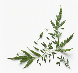 branch of rosemary on white background