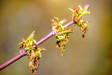 Blossoming Bushes in the early spring on a background of blue sky
