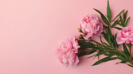 Naklejka na ściany i meble pink peony roses and sprinkles on isolated pastel pink background with blank space